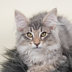 artemis