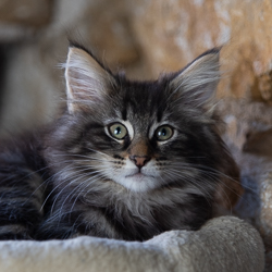 baldur