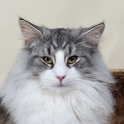 Geralt
